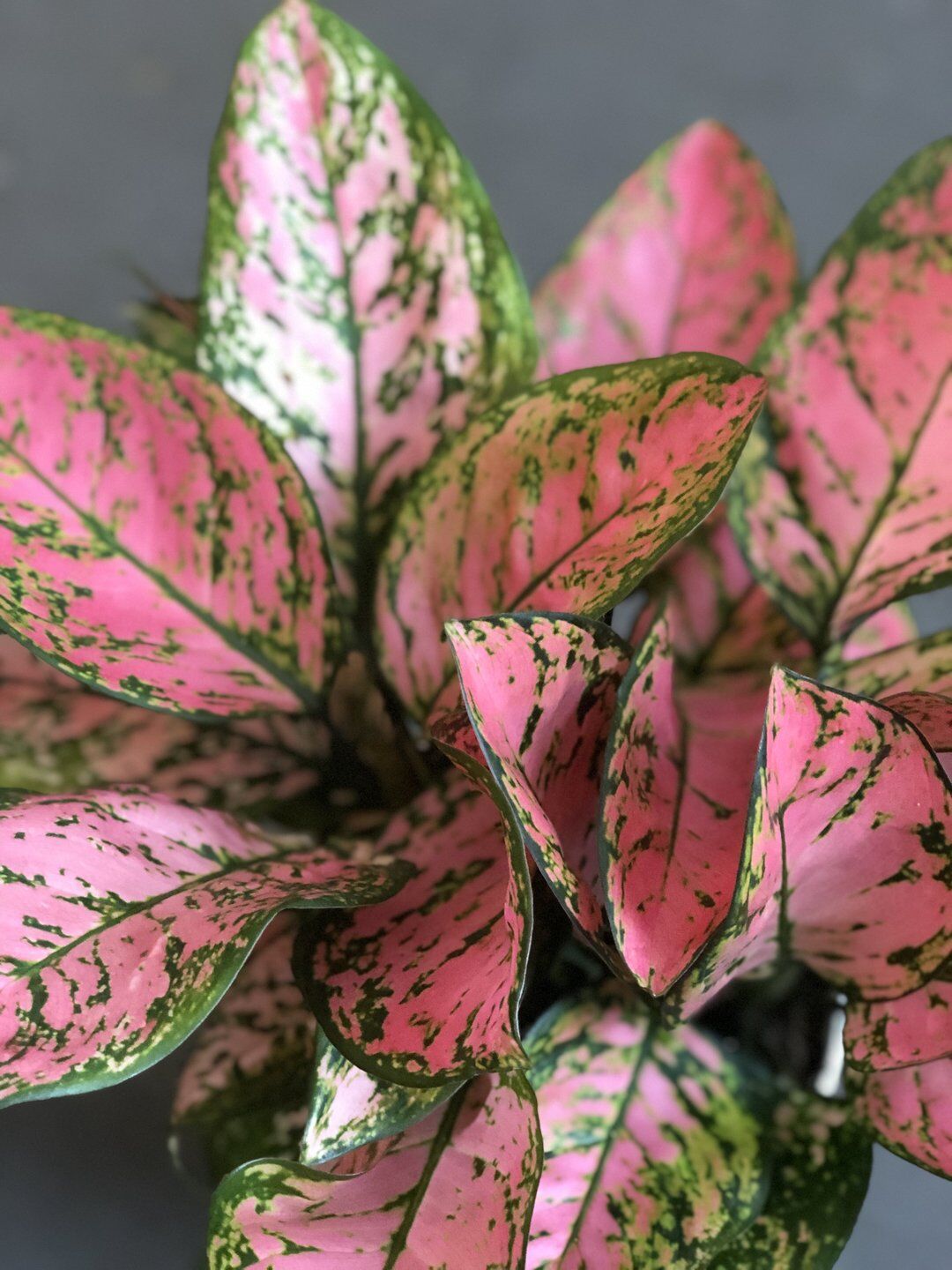 Chinese Evergreen